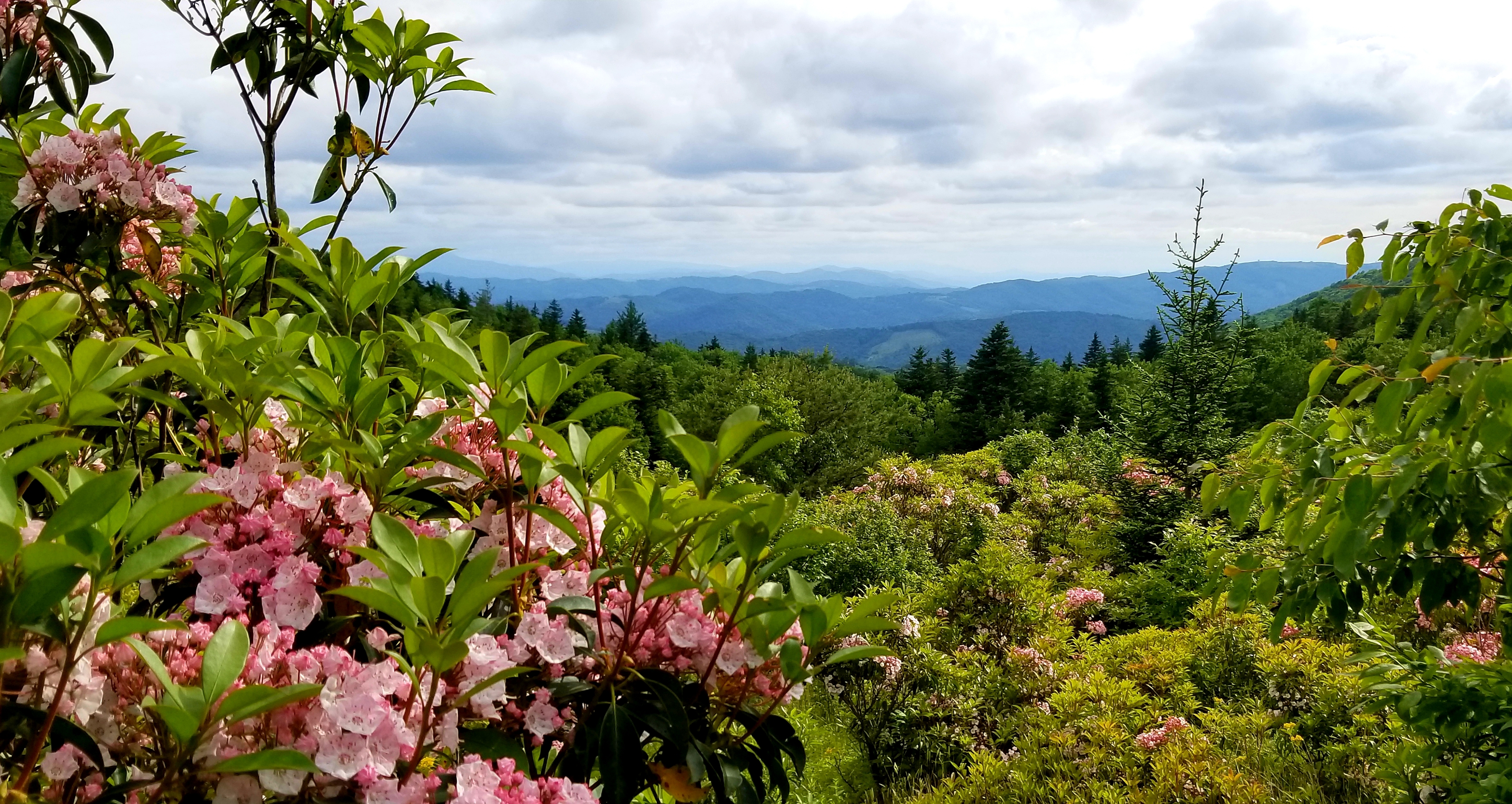 Rhododendron trail at Grayson Highlands State Park.